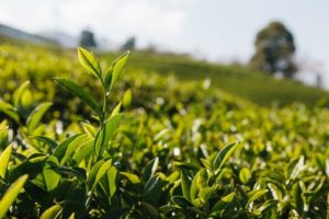 緑茶　種類　特徴